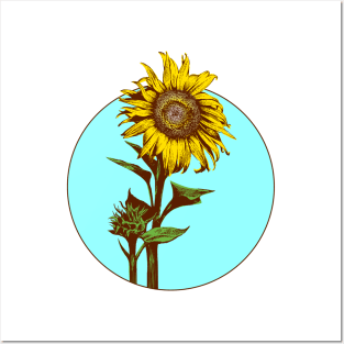 Sunflower in sky circle Posters and Art